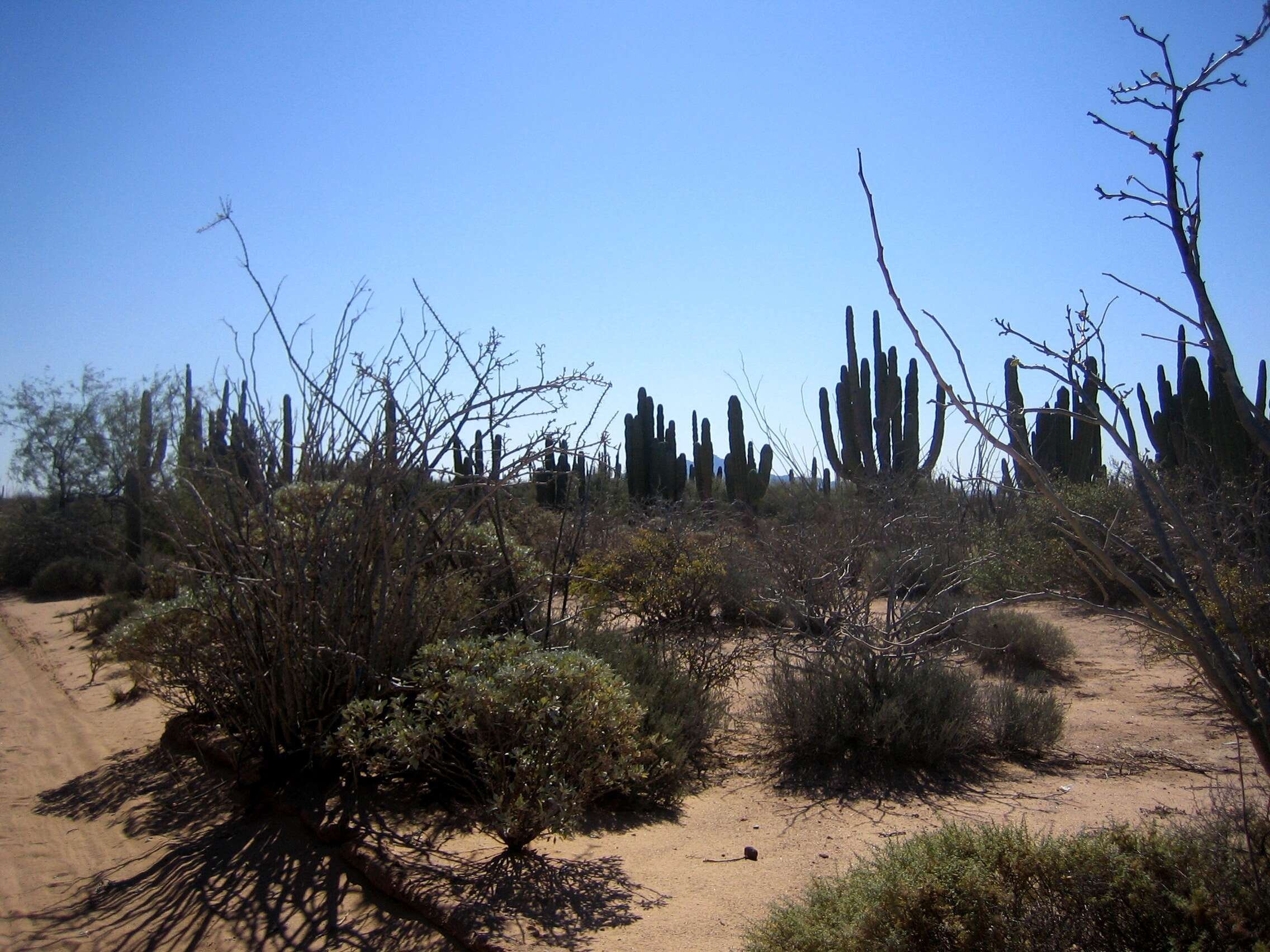 Image of Cardón Cactus