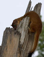 Image of Long-tailed Weasel