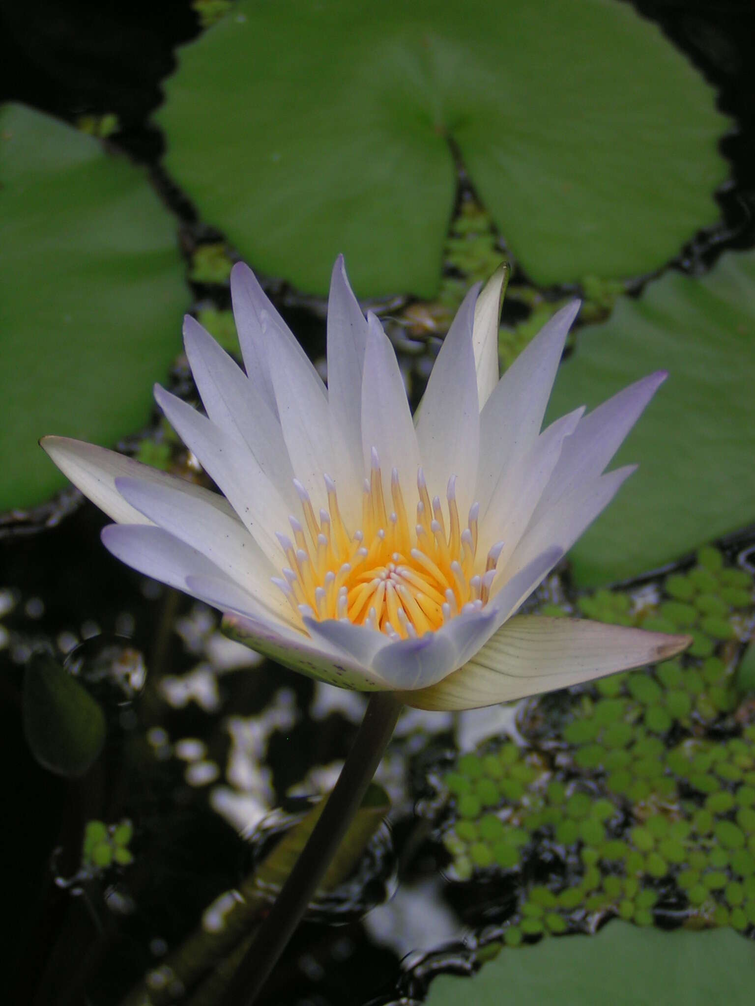 Image of waterlily