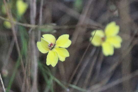 Image of Goodenia mystrophylla