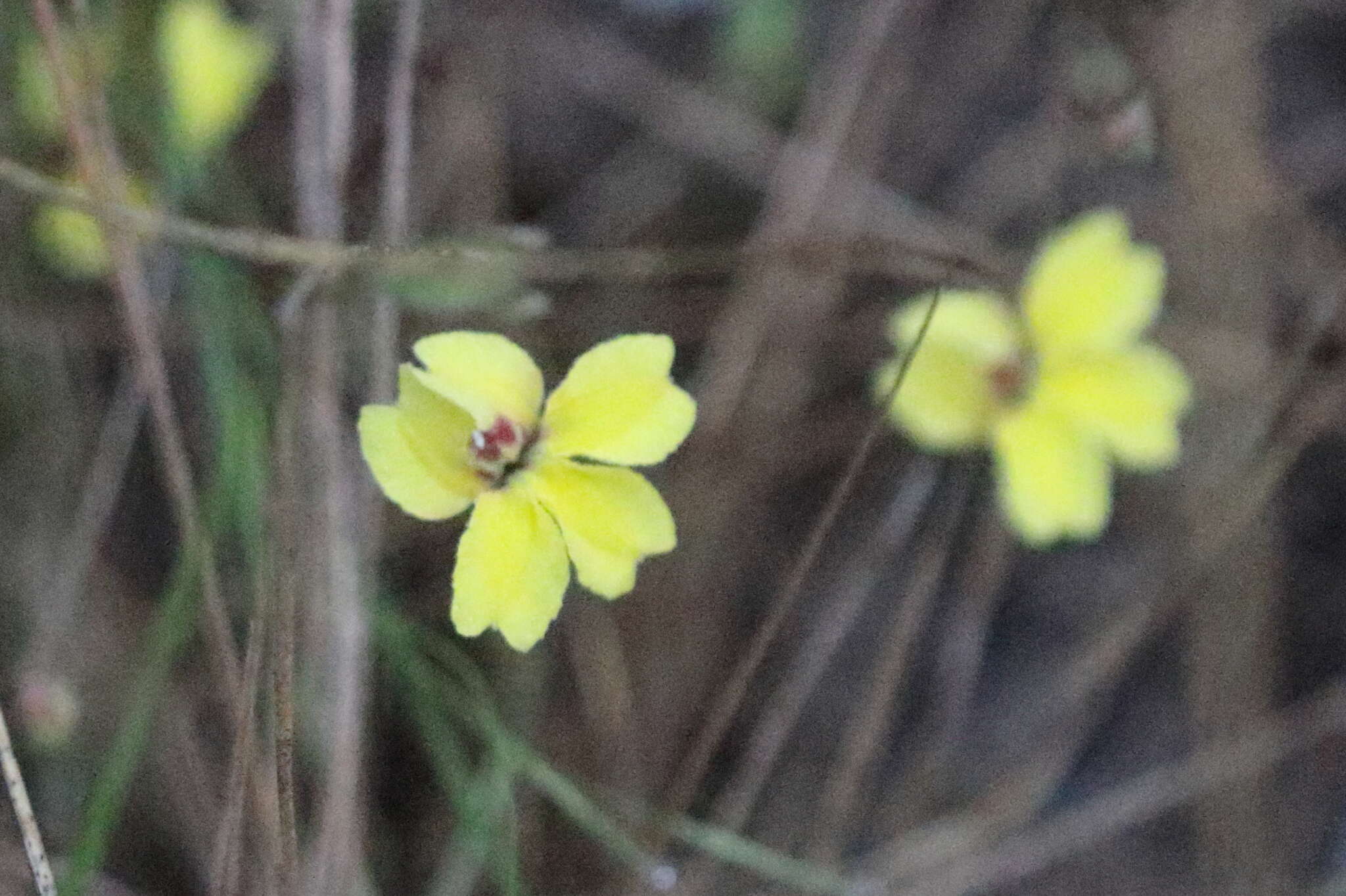 Goodenia mystrophylla resmi