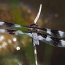 Image of Eight-spotted Skimmer