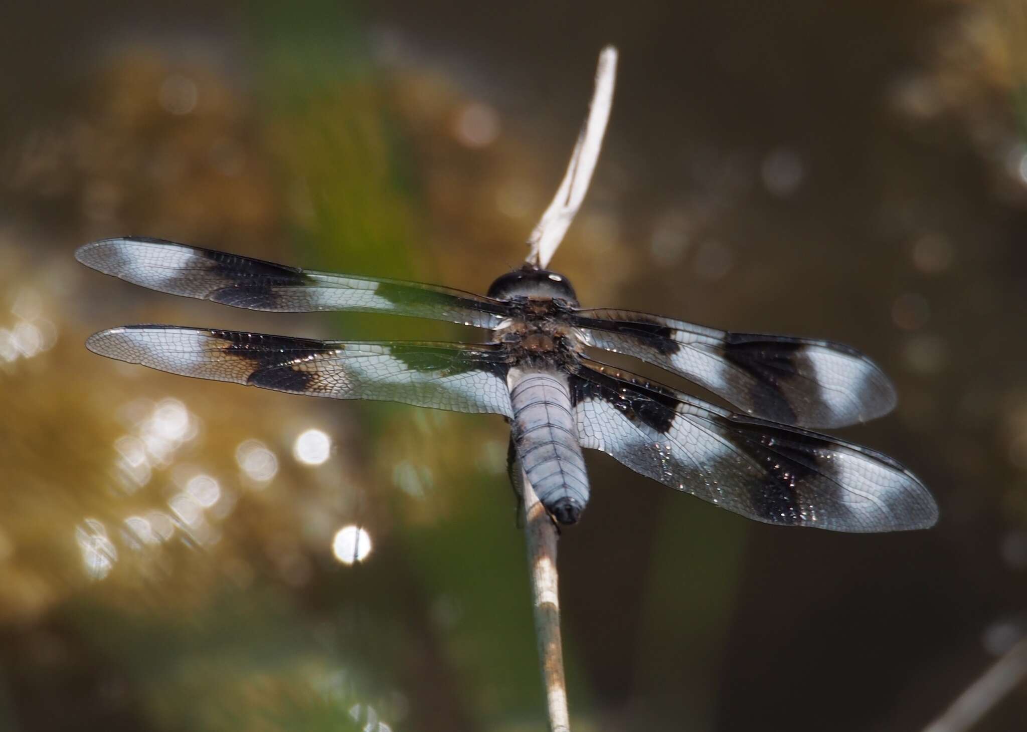 Libellula forensis Hagen 1861 resmi