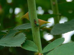 Image of Cosmophasis valerieae Prószyński & Deeleman-Reinhold 2010