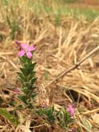 Image of Dense-Flower Willowherb