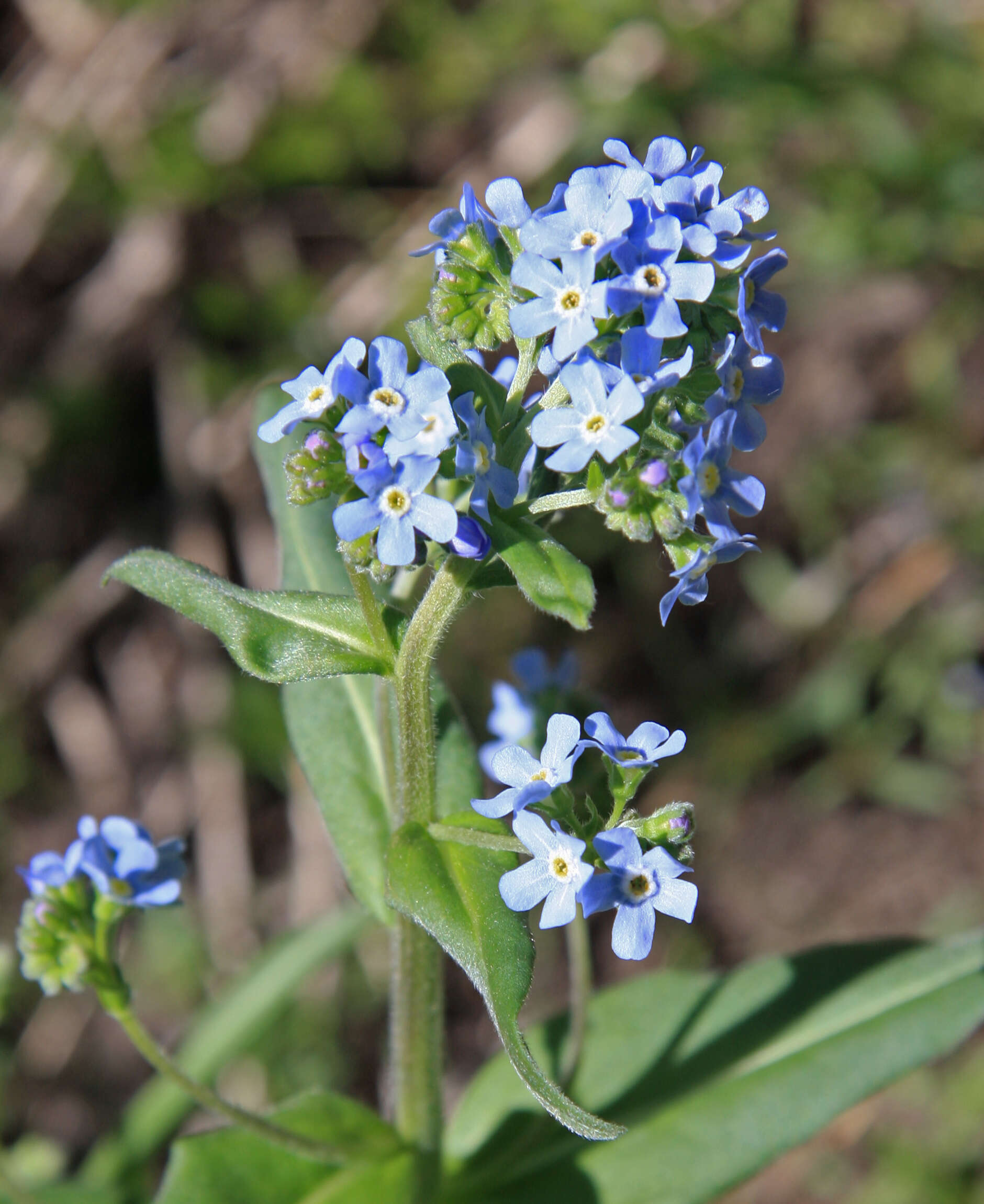 Image of Sierra stickseed