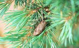 Image of Pine-tree Lappet