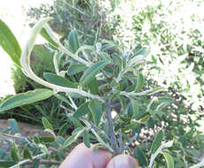 Image of Tarchonanthus minor Less.