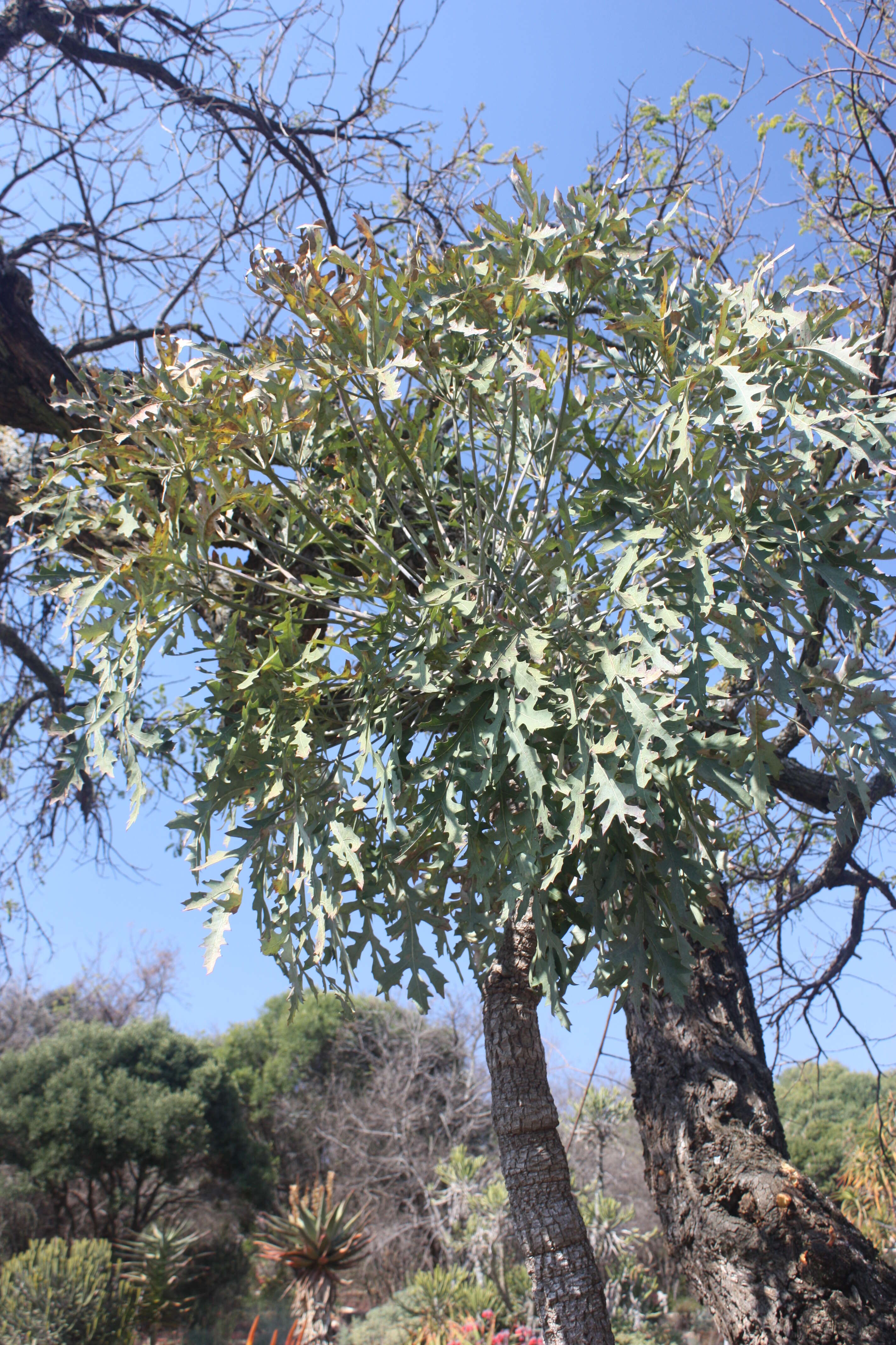 Image of Highveld Cabbage Tree