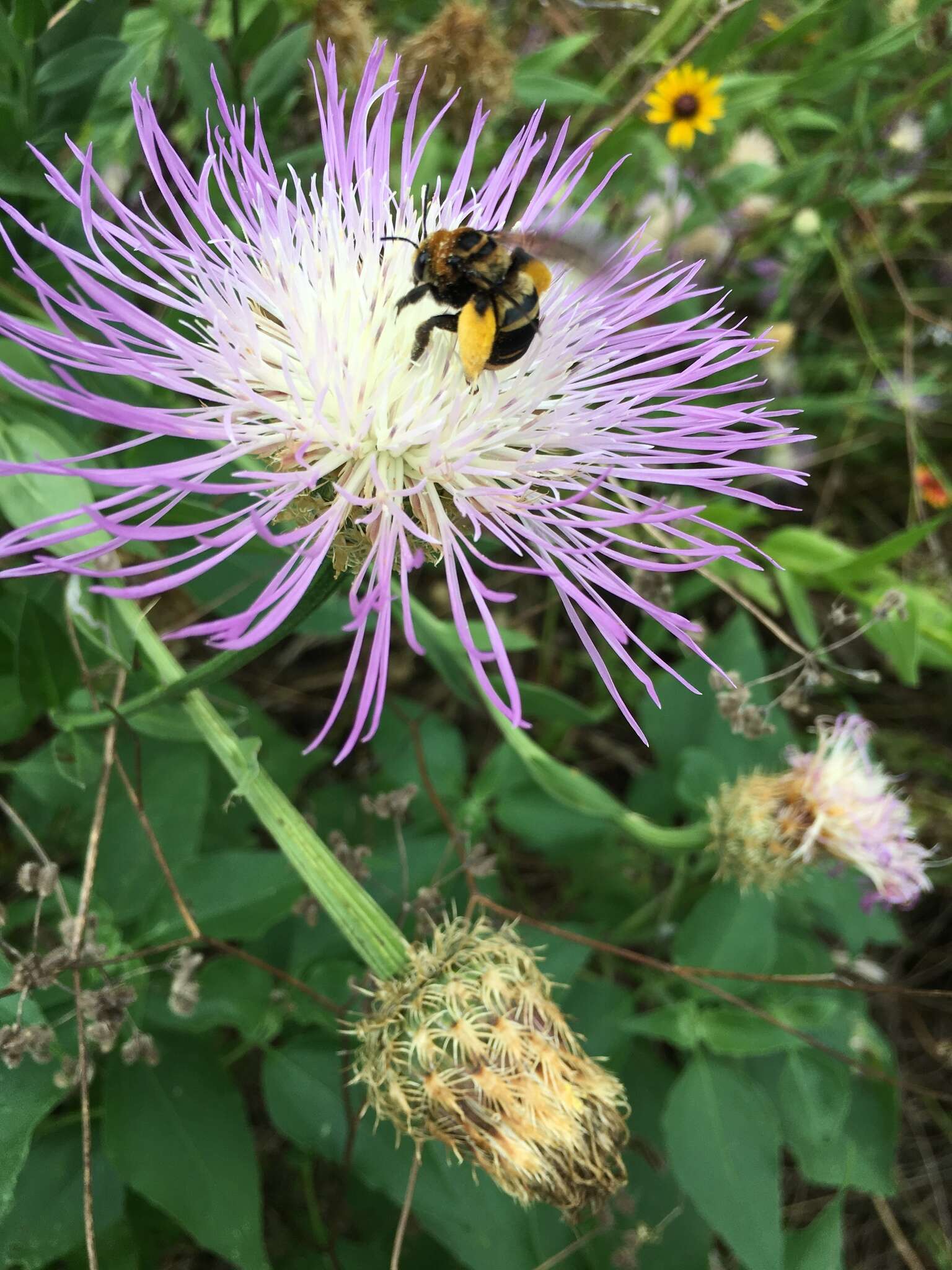 Imagem de Svastra obliqua obliqua (Say 1837)