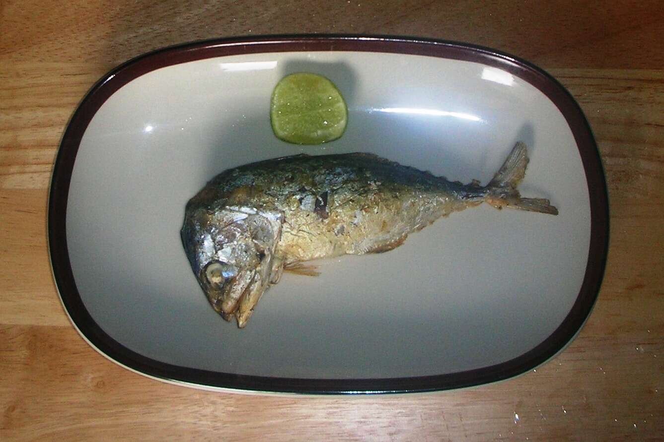 Image of Short Mackerel