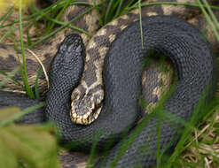 Image of Adder