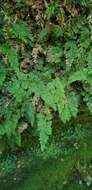 Image of Appalachian Fern