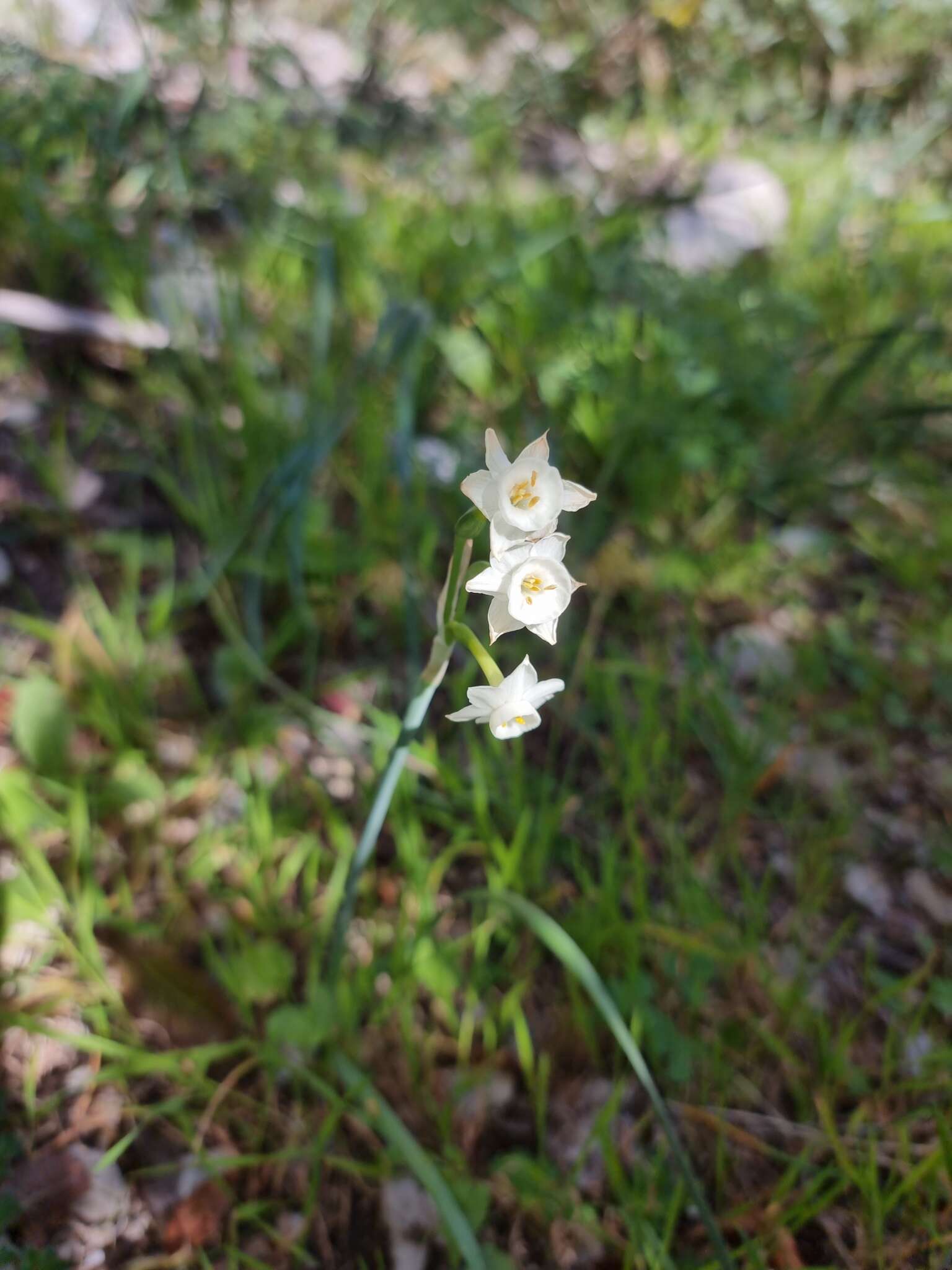 Image de Narcisse douteux