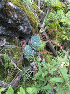 Image of hens and chicks