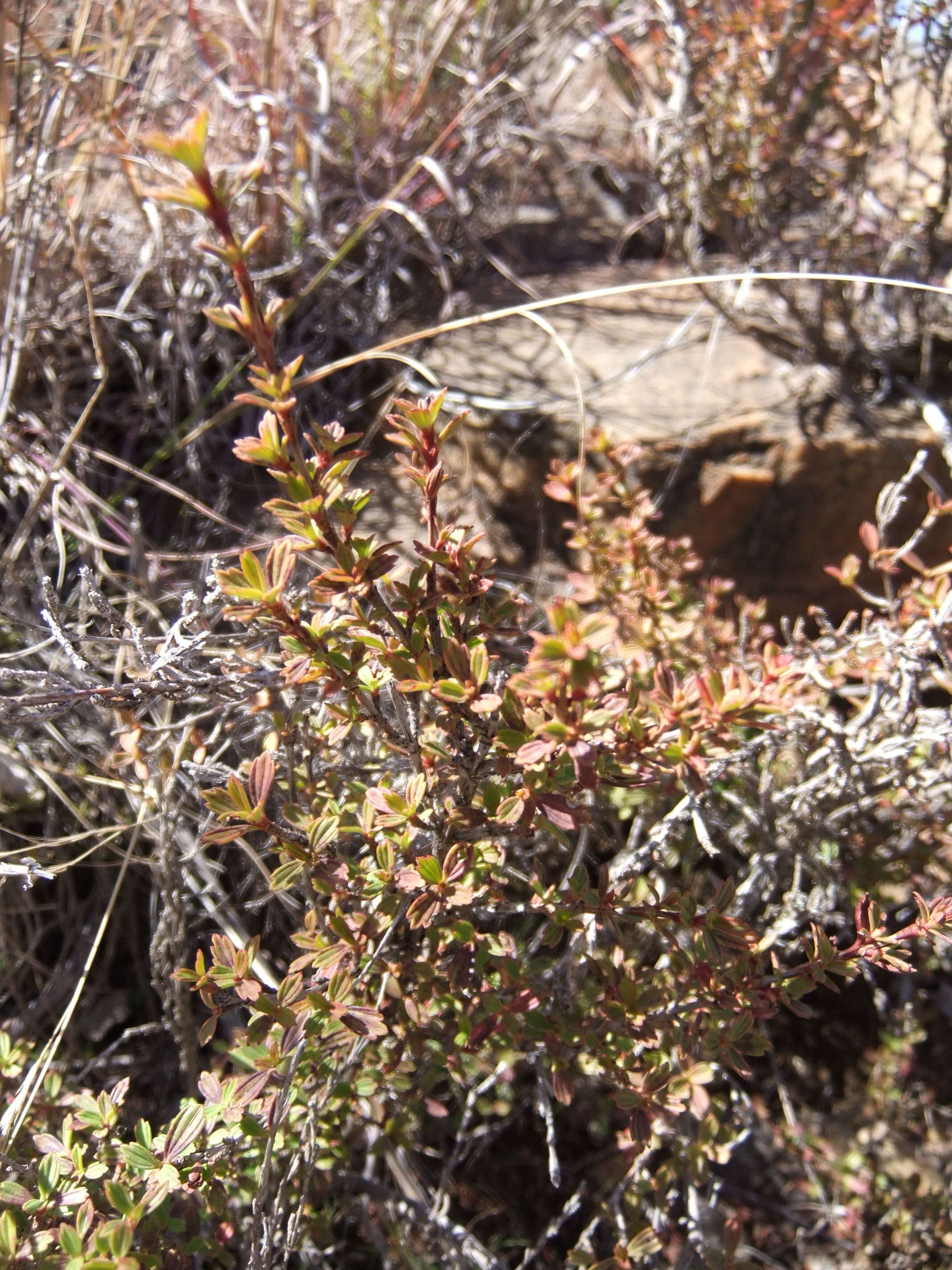 Image de Myrothamnus flabellifolius (Sond.) Welw.