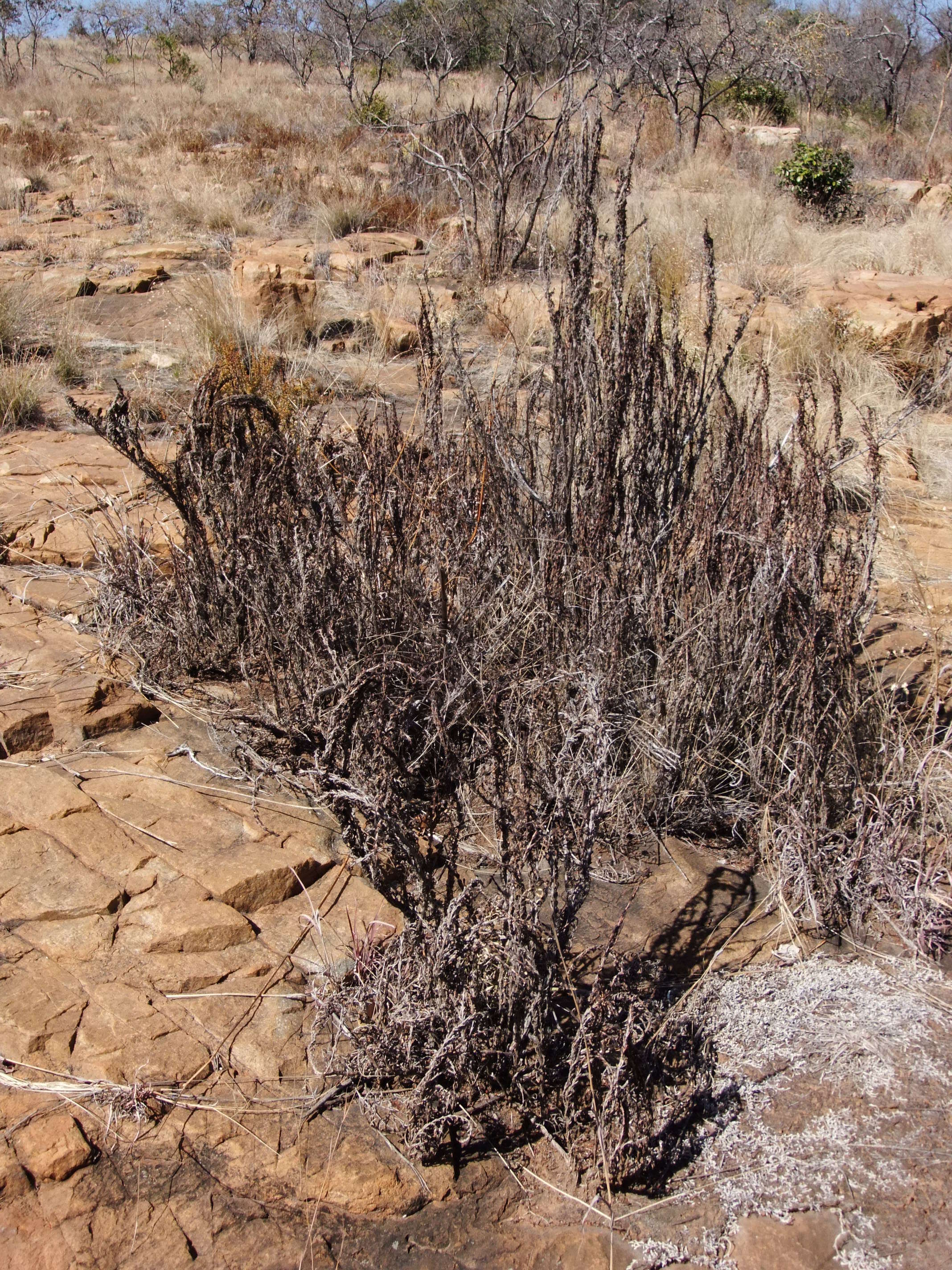 Image de Myrothamnus flabellifolius (Sond.) Welw.