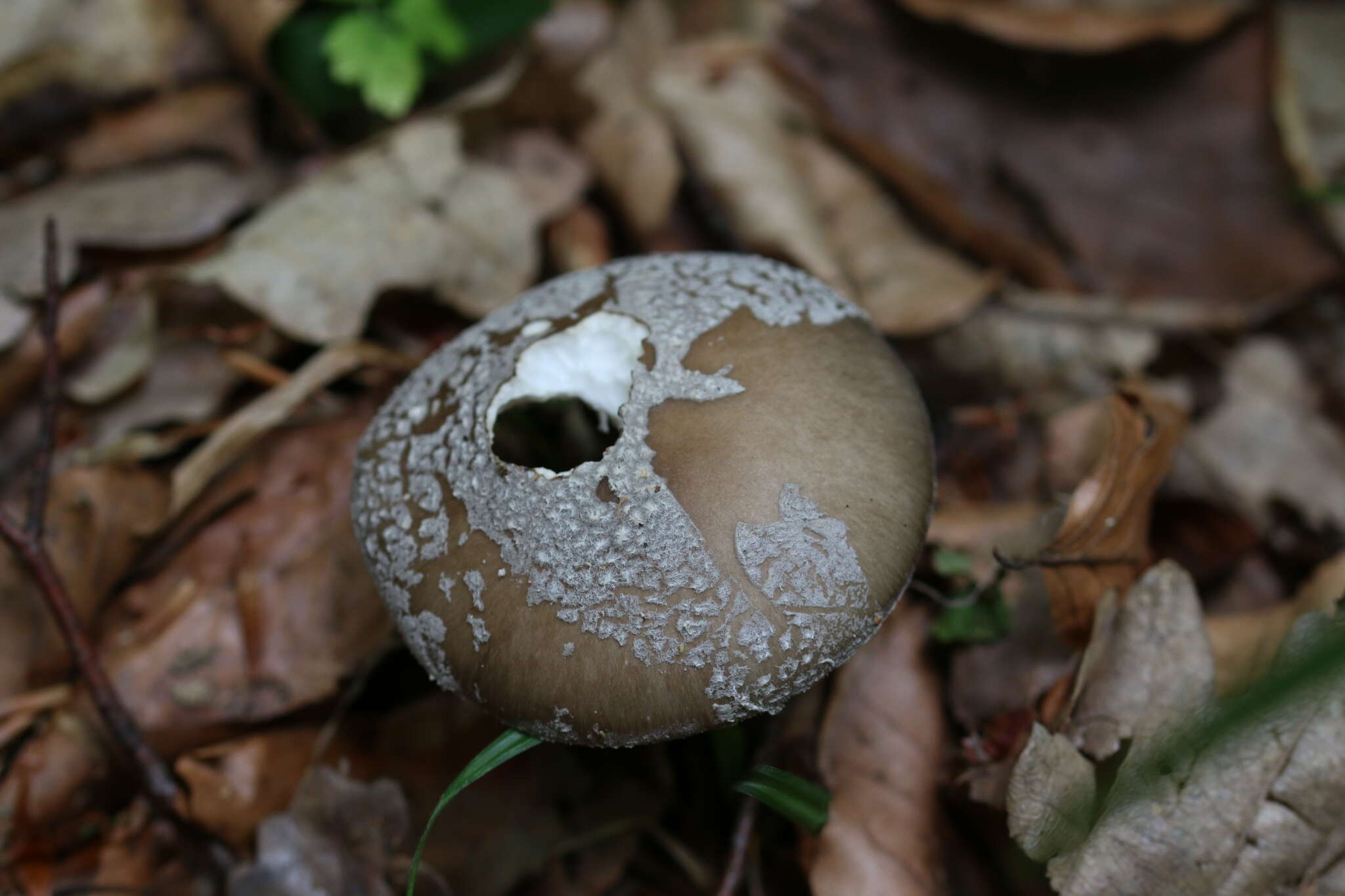 صورة Amanita excelsa (Fr.) Bertill. 1866