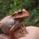 Image of Gastrotheca ovifera (Lichtenstein & Weinland 1854)