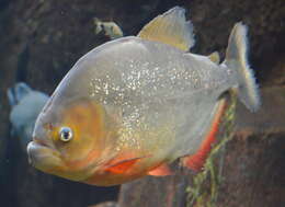 Image of Red-bellied piranha