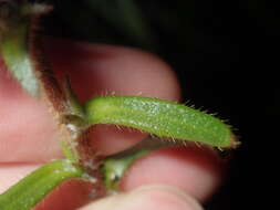 Image of Scaevola glandulifera DC.