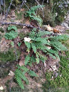 Polypodium sibiricum Siplivinsky的圖片