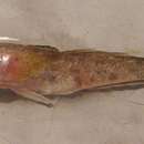 Image of Syrman goby