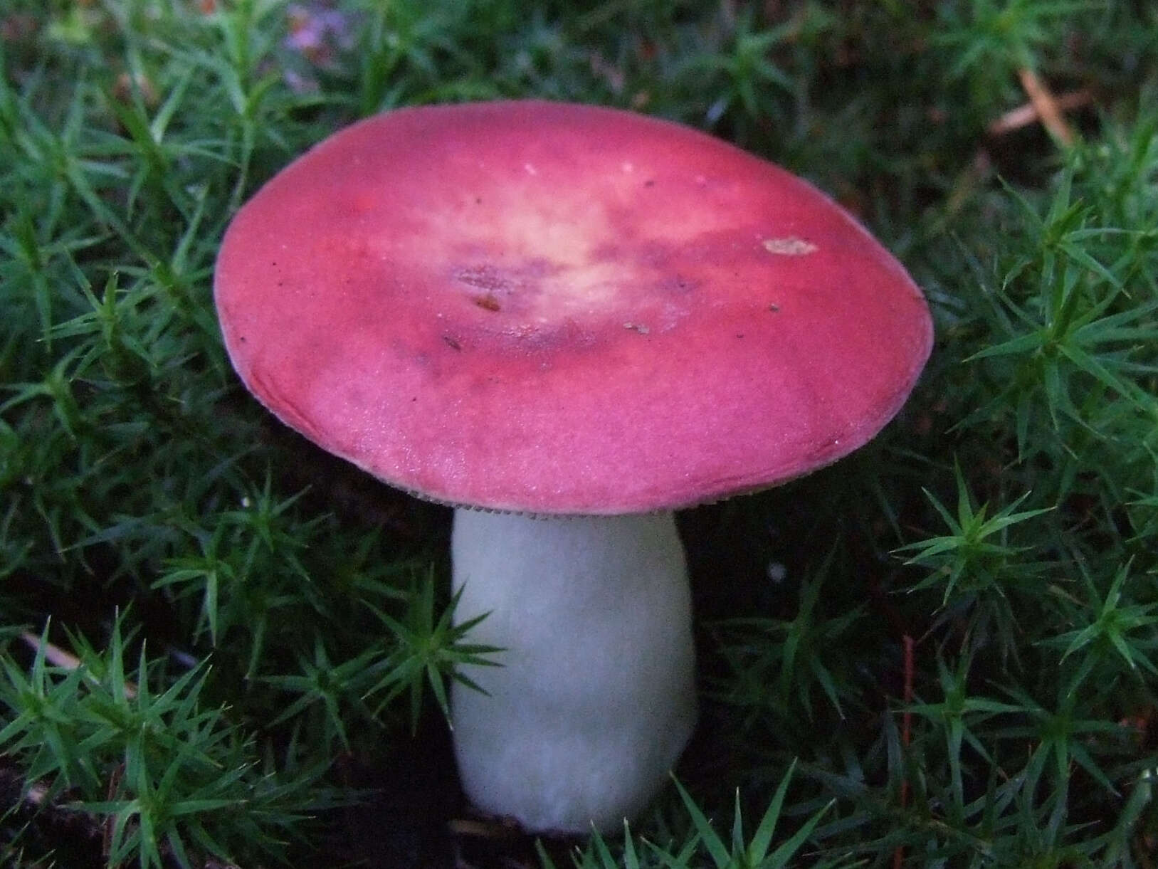 Image of Russula emetica (Schaeff.) Pers. 1796