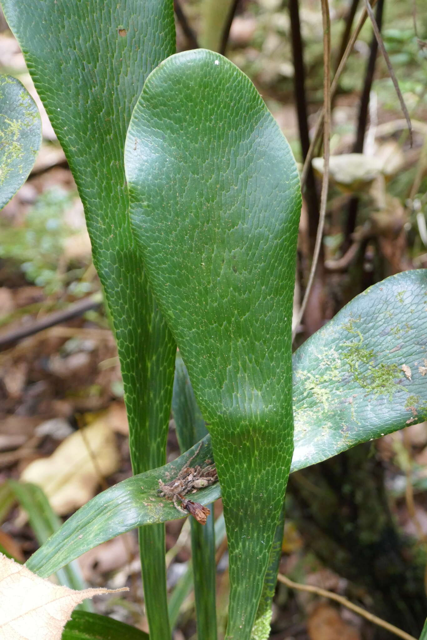 Imagem de Antrophyopsis boryana (Willd.) Schuettp.