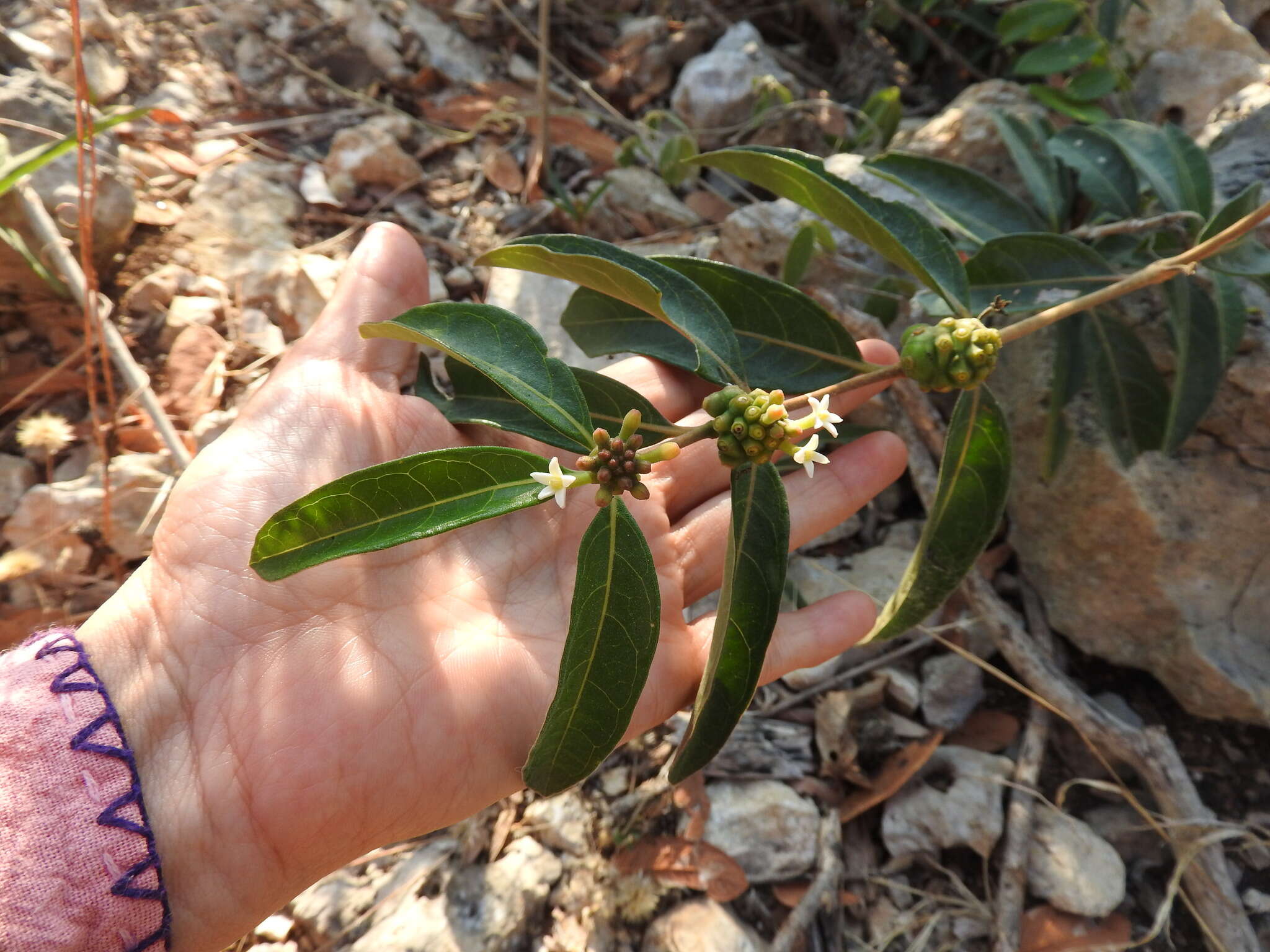 Image de Morinda royoc L.