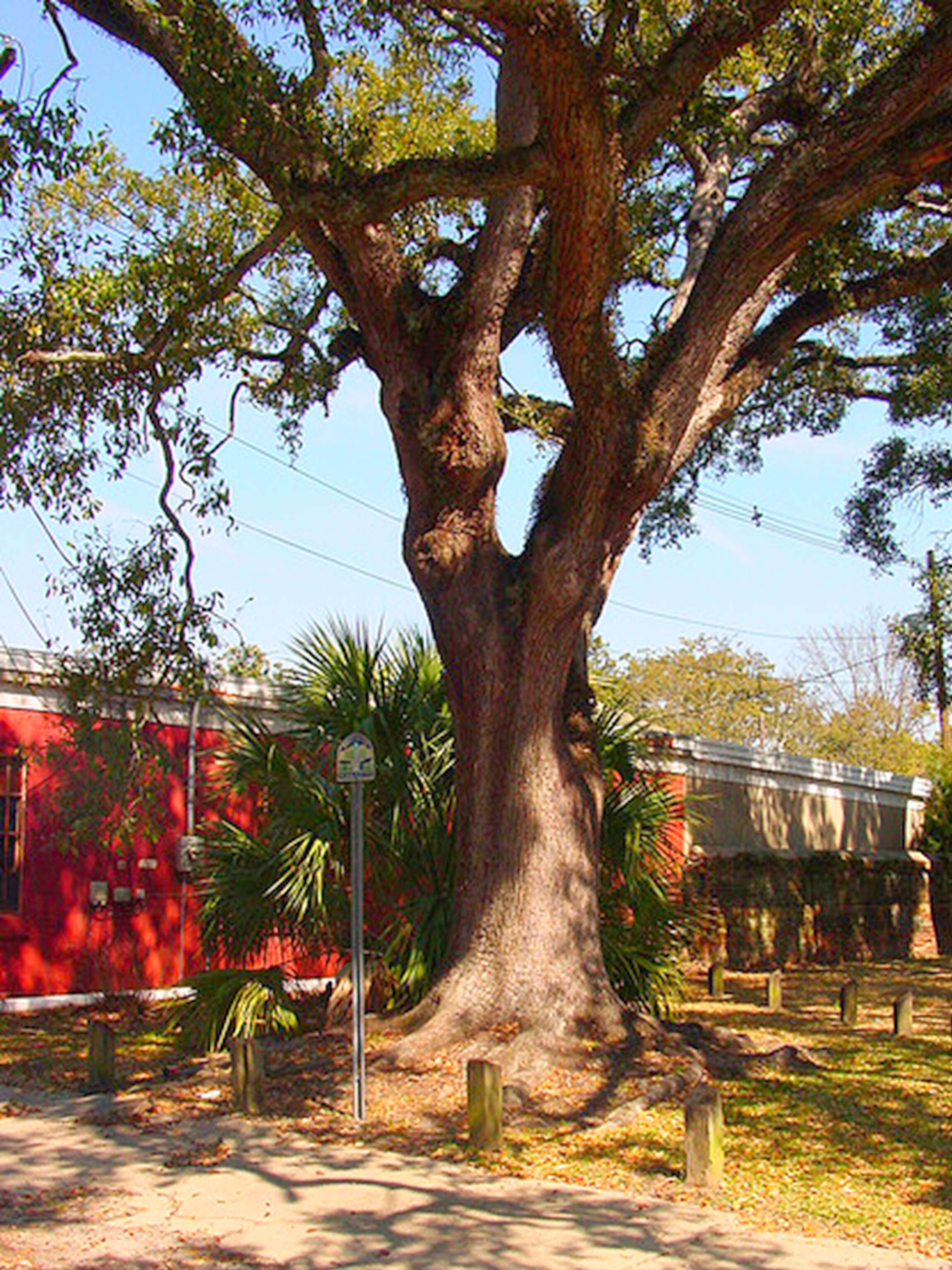 Image of Southern Live Oak