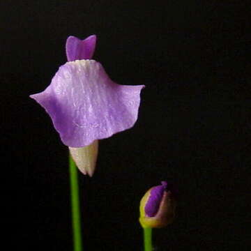 Image of Utricularia lateriflora R. Br.