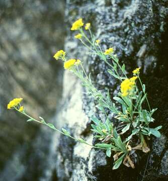 Image of Basket of Gold