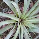 Image of spreading airplant