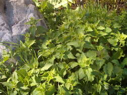 Image of white deadnettle