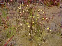 Image of Zigzag bladderwort