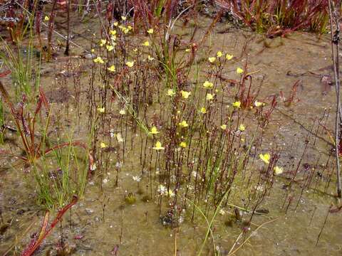 Image of Zigzag bladderwort