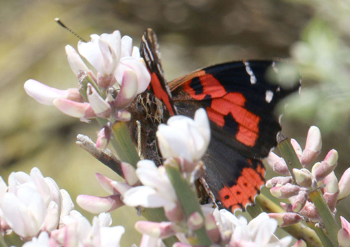 Image of Vanessa vulcania Godart 1819