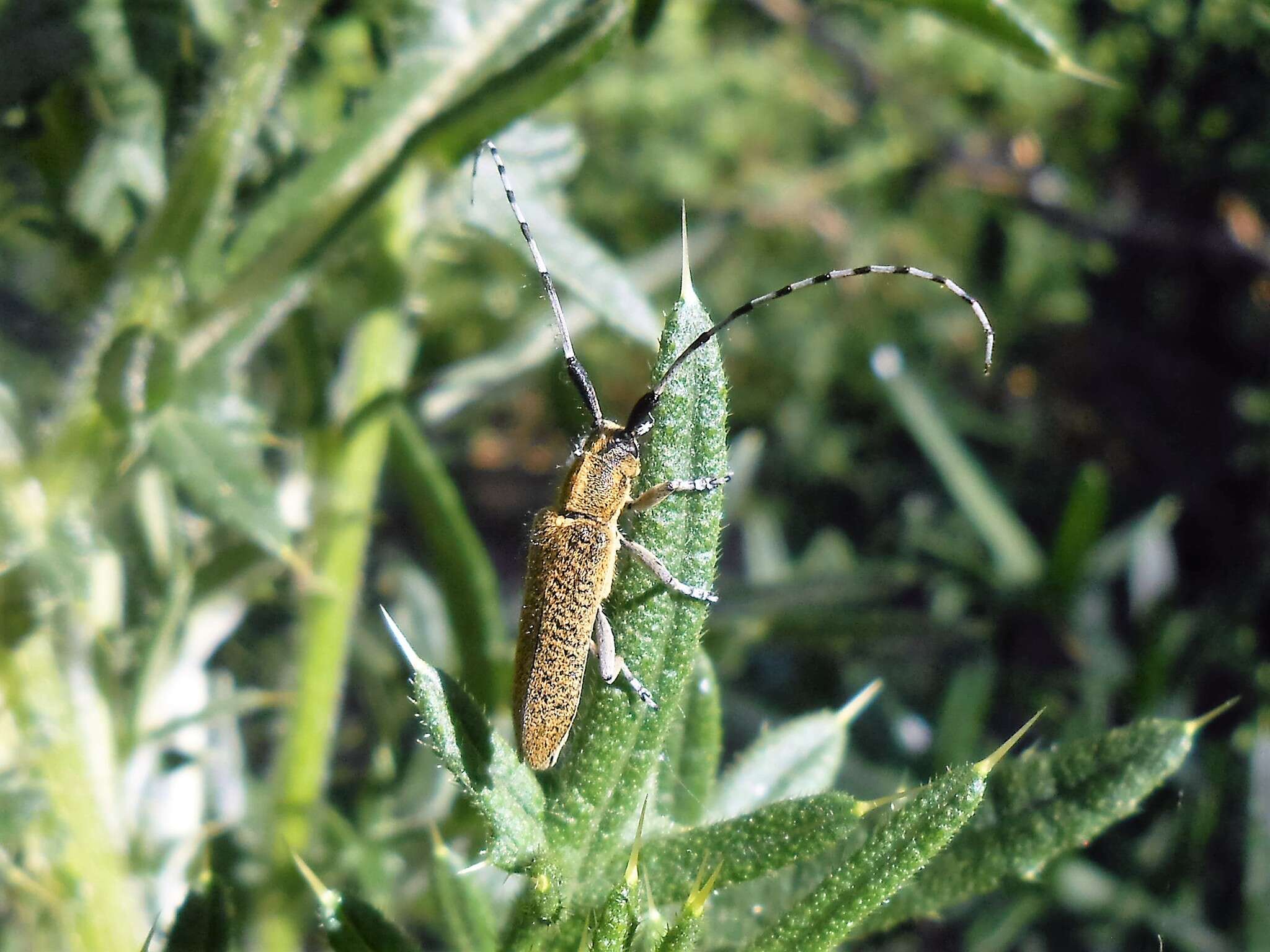 Image of Agapanthia (Epoptes) villosoviridescens (Degeer 1775)