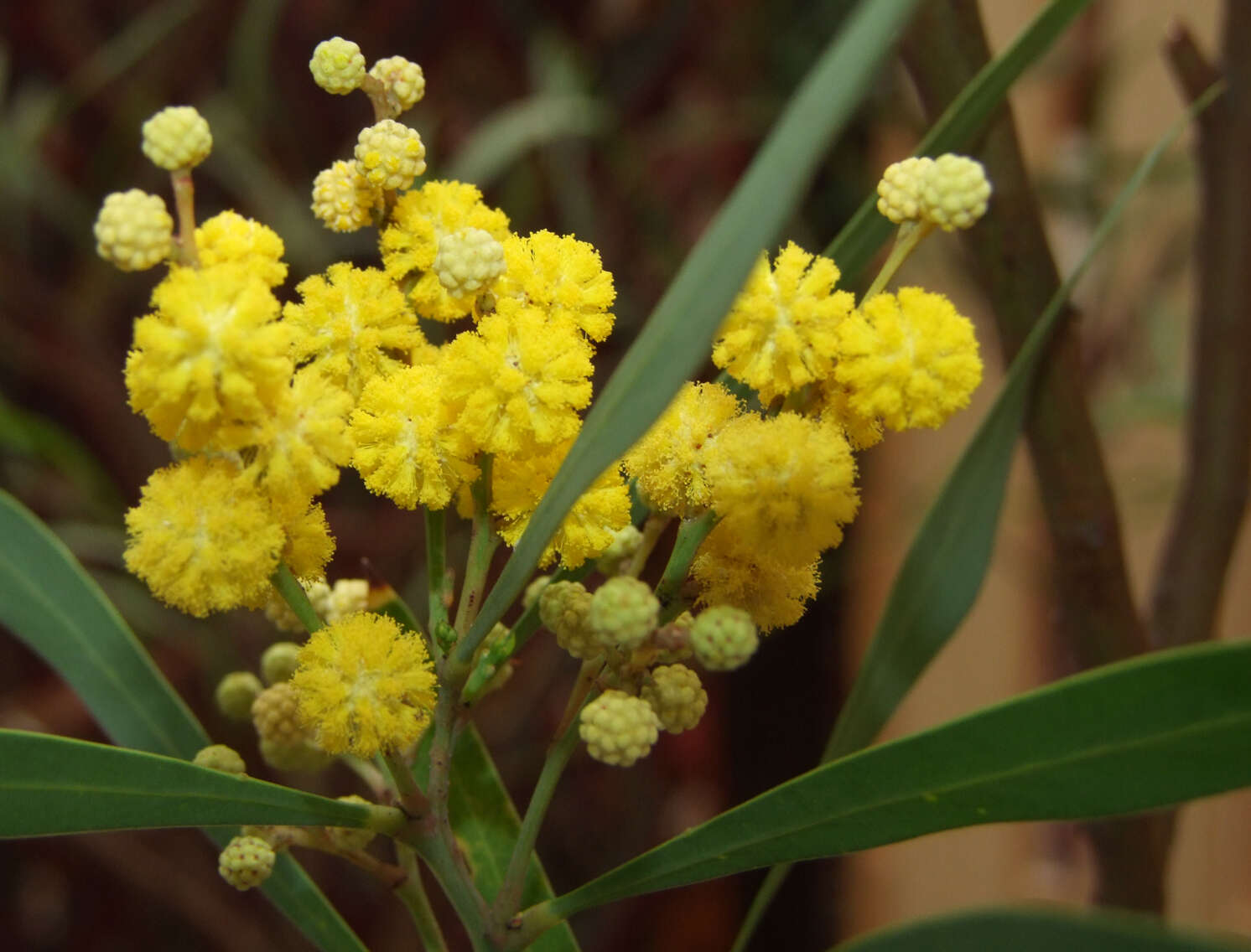 Image of water wattle