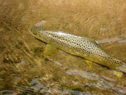 Image of Brown Trout