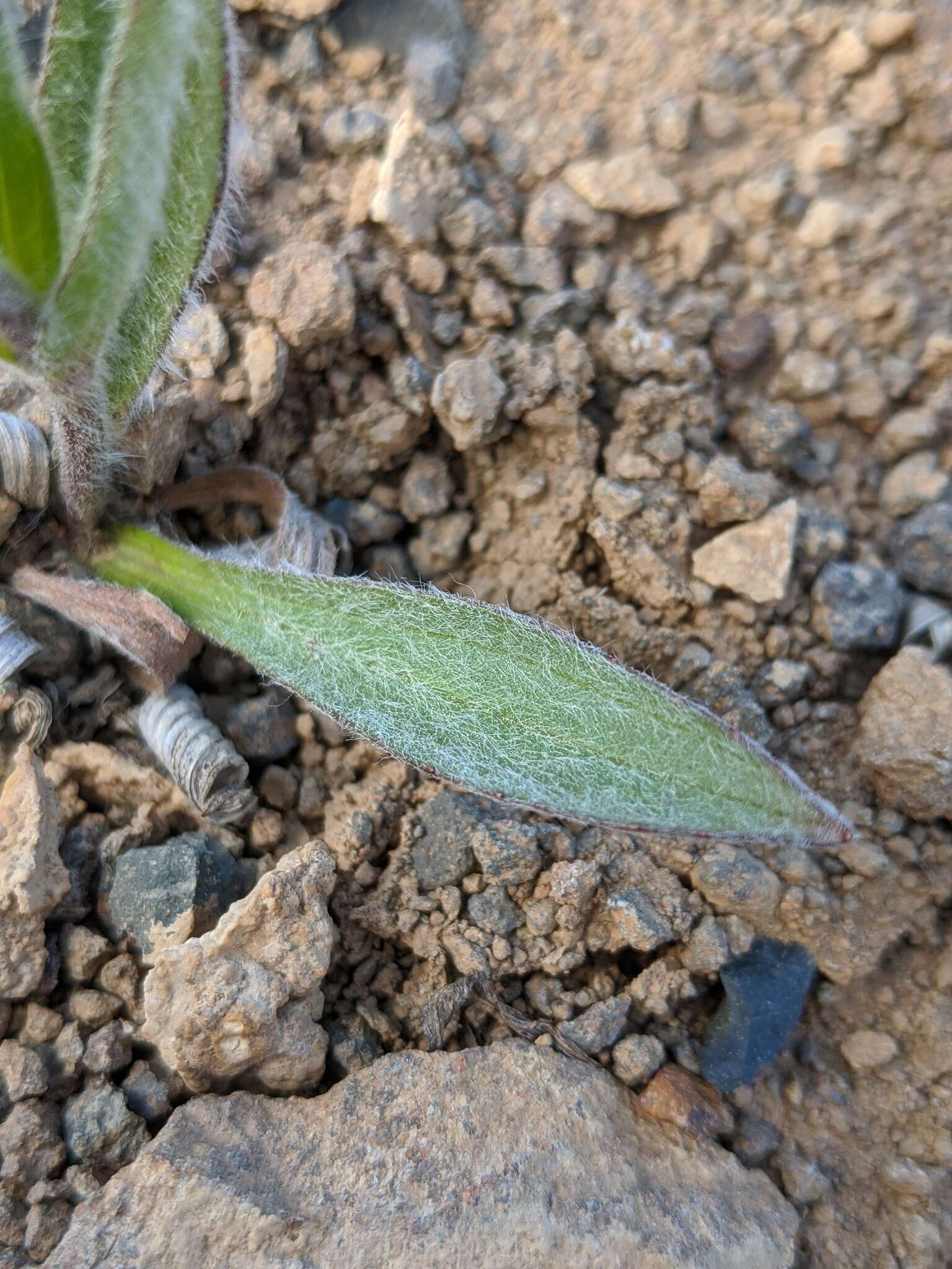 Image of narrowleaf arnica