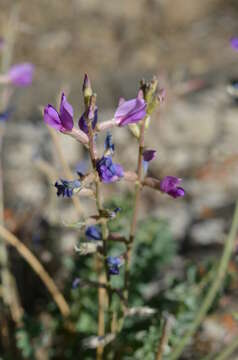 Image of Oxytropis almaatensis Bajtenov