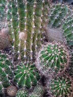 Image of Echinopsis oxygona