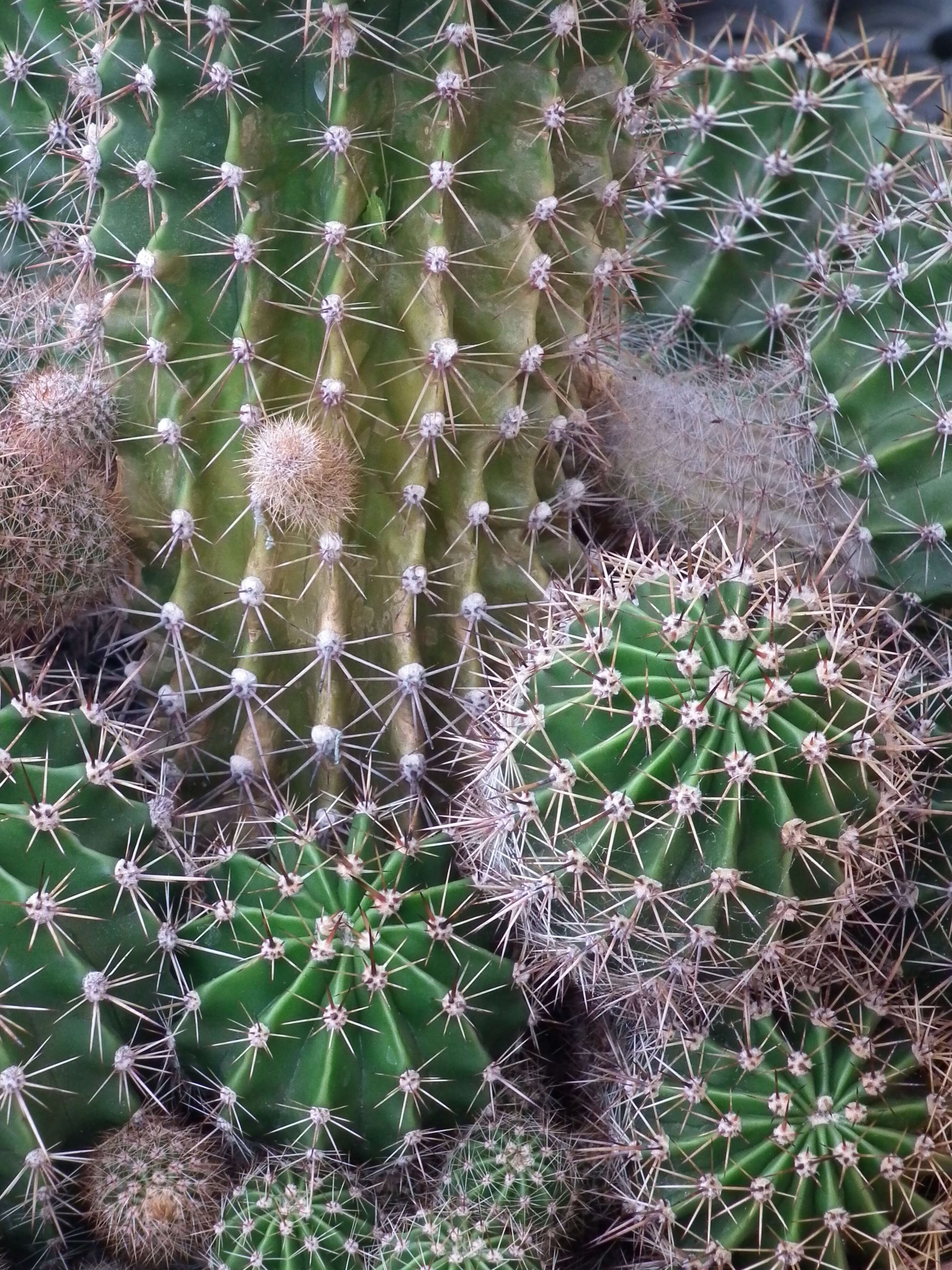 Image of Echinopsis oxygona