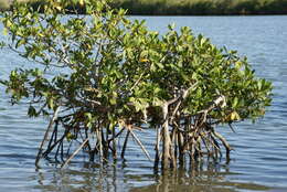 Image of red mangrove