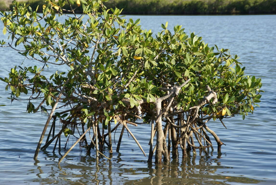 Image of red mangrove