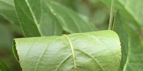 Imagem de Endotropis lanceolata (Pursh) Hauenschild
