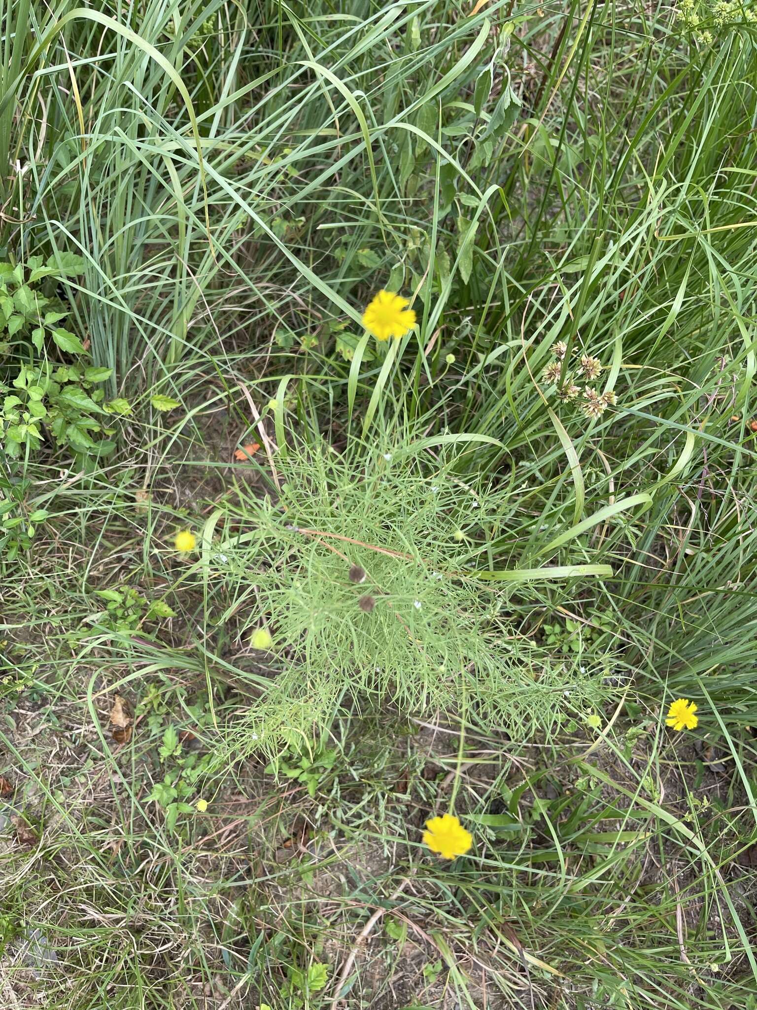 Image of Helenium amarum var. amarum