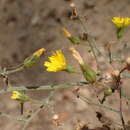 Image of southern hawkweed